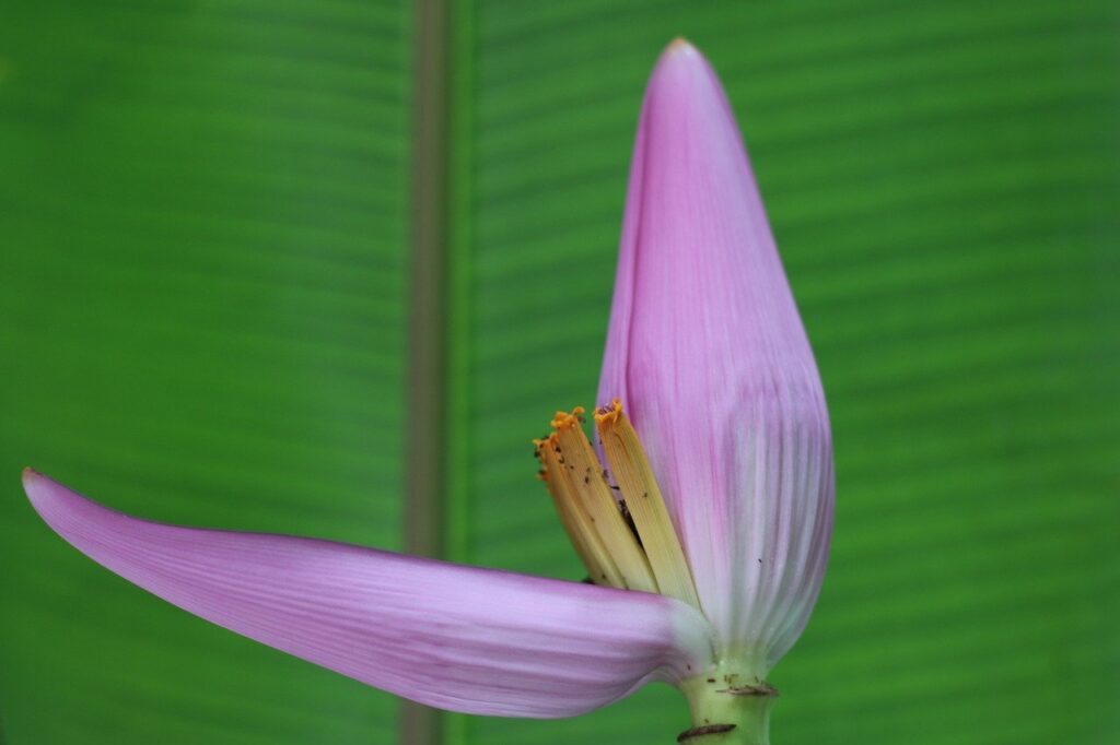 Health Benefits of Banana Flowers