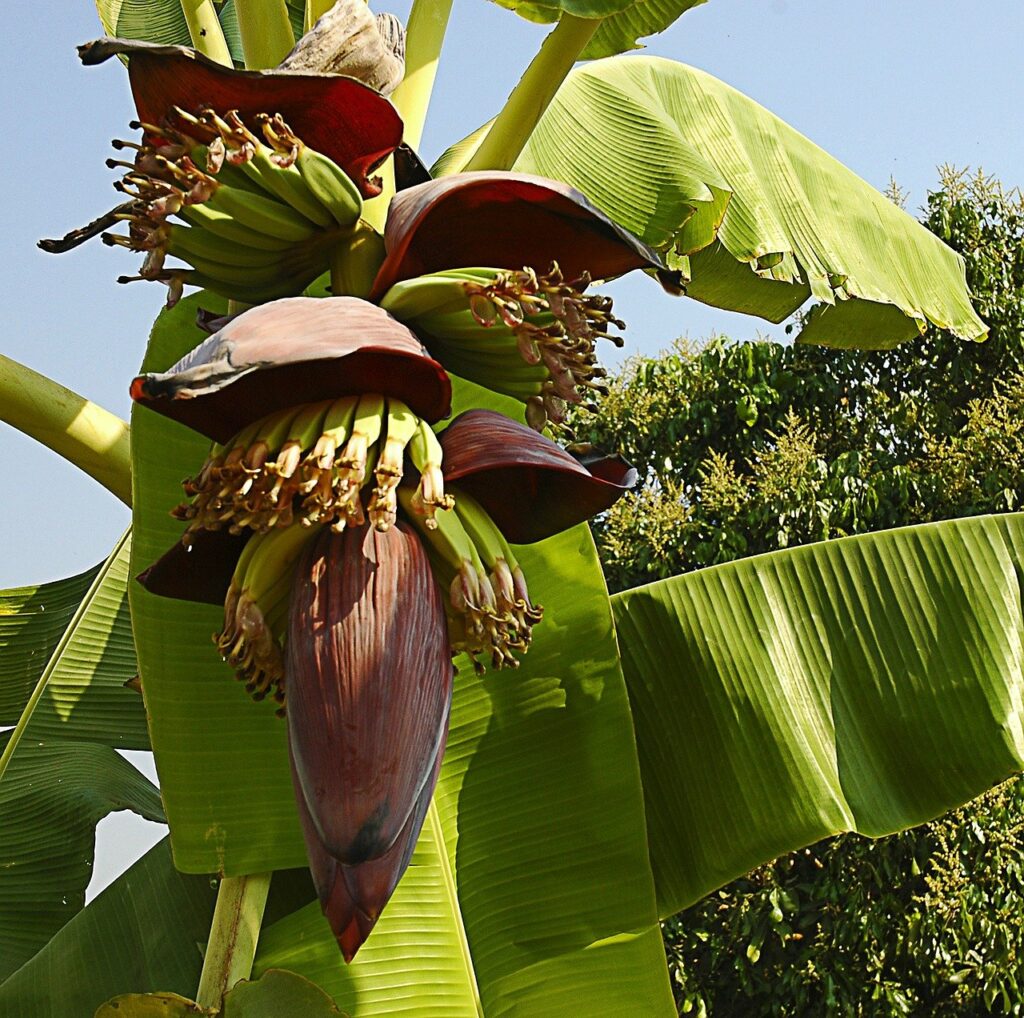 Health Benefits of Banana Flowers