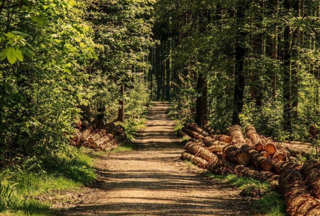 Top 12 Benefits of Forest Bathing